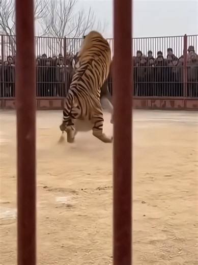 #lion #wildlifedocumentary #naturefootage #animalplanet