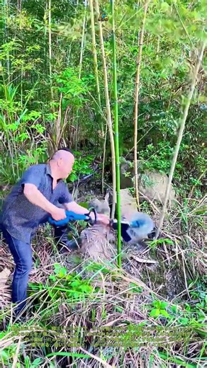 🎋竹林の整備: 鋭い刃で竹を刈り倒す伐採作業