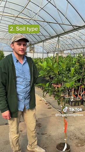 Add some zest to your garden with a Meyer Lemon Tree! 🍋🌳 These cheerful citrus trees grow well in zones 8-11 outdoors, but if you are in a colder hardiness zone you can grow them in a container on your patio and bring them inside for the winter. ❄️ #meyerlemontree #plantcare #gardeningtips #indoortrees #patioplants #fastgrowingtrees #plantnursery #plantcaretips