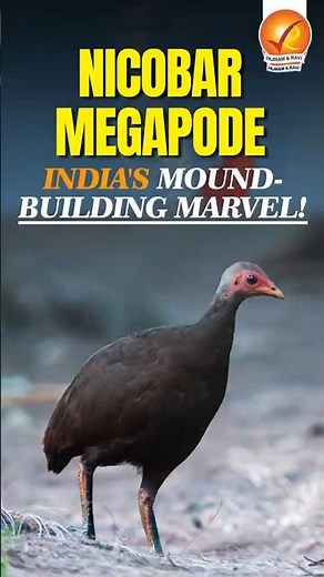 Nicobar Megapode: India's Mound-Building Marvel