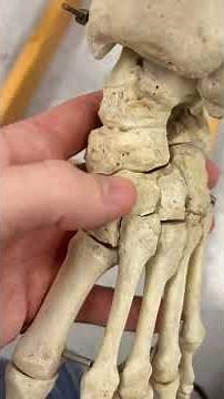 REAL Human Ankle Bones