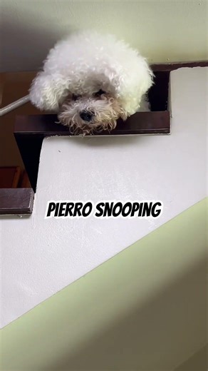 Bichon Pierro is checking out if Miumiu is around 😂 #bichonfrise #puppy #cute #dogs