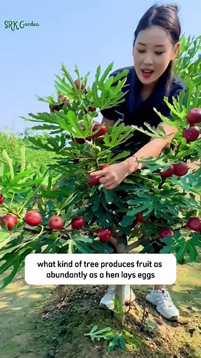 56K views · 668 reactions | Dwarf Fig Tree | SRK | Facebook