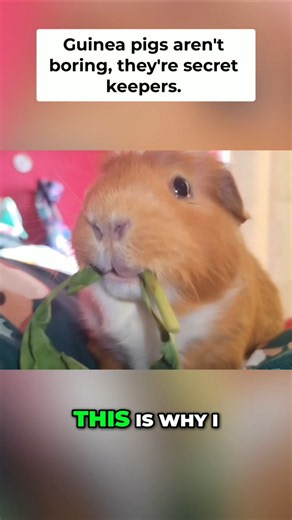 Each Guinea Pig Has a Completely Different Personality #guineapig #pets #facts