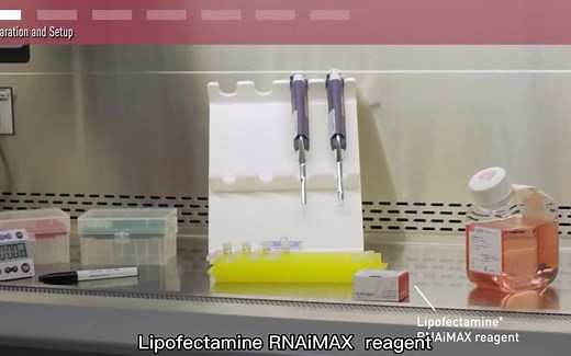 siRNA转染细胞实验（siRNA Transfection Protocol）
