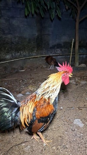 Ayam jantan berkokok setiap hari 🐓🐓 #ayam #chicken #rooster