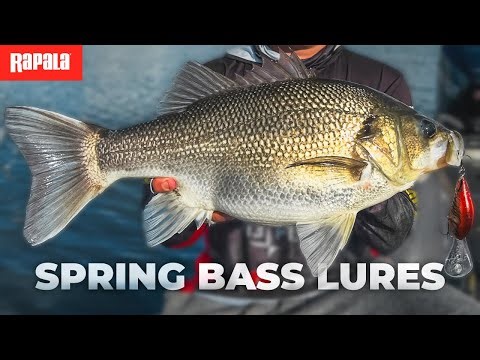 The BEST LURES for Spring Bass