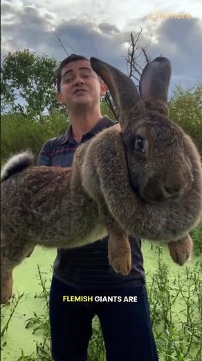 "This Is Not A Dog — It's The World's Largest Rabbit And It Weighs 9 Kilograms"