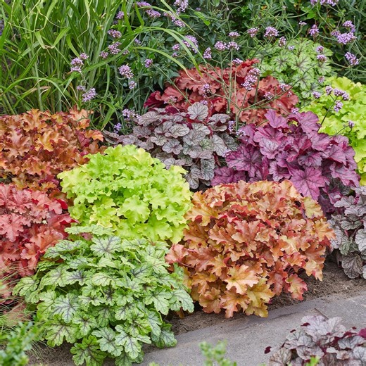 Buy Mixed Heuchera Flower Seeds Online in India - Etsy