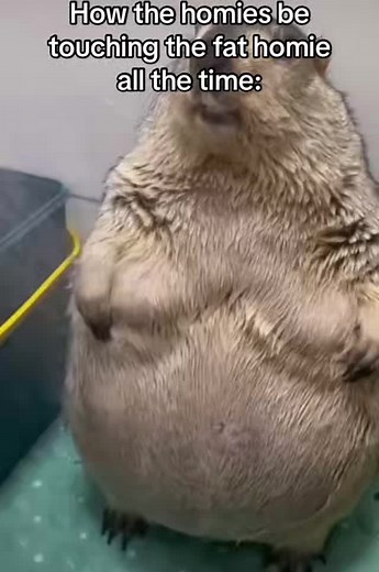 Funny Fat Groundhog Meme Compilation | Hilarious Homie Shower Moment