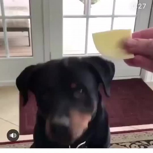 Engaging Your Rottweiler: Training Tips and Tricks