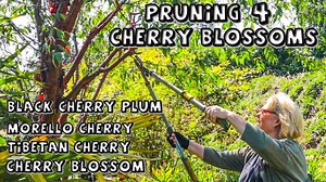 Pruning 4 cherry blossom trees: the best time and method explained