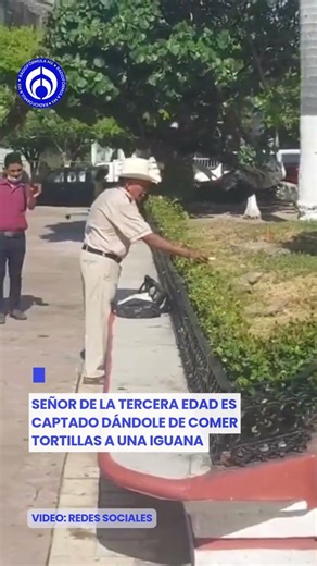 What breed is that dog? A man is caught on camera feeding iguanas.