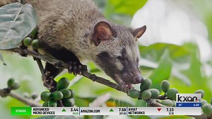 The Hill: Drunk animals far more common than previously thought, helping explain human love of alcohol