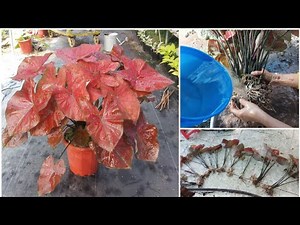 How to propagate big caladium by division