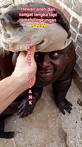 56K views · 209 reactions | Hewan langka dan aneh tapi ramah lingkungan #fyp #reel #viral | Herry Djuank | Facebook