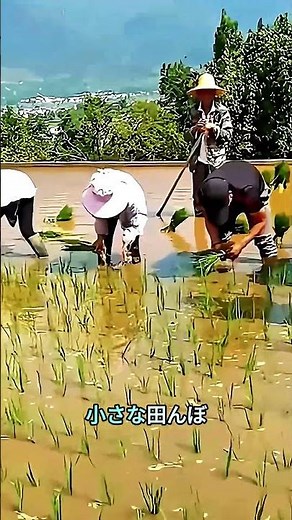 屋根の上で米を育てるベトナム農家