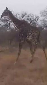 13K views · 141 reactions | Here is part 2 | The giraffe escapes brutal lion attack. Every day on #safari reveals the delicate balance of survival. Against all odds, some animals manage to escape the perils of the wild and live to see another day. . . . Marcia #lion #giraffe #giraffelove #giraffes #lions #wildlife #wildlifephotography #safari #conservation #nature #bigcats #bigcatswildlife #bigcatsforever #big5safari #bigfivesafari #gamedrivesafari | Wildfriends Africa | Facebook