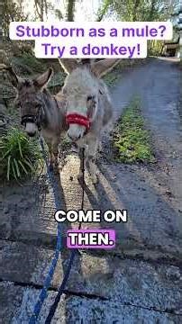 Why Do We Say ‘Stubborn as a Mule’? Have You Met a Donkey…