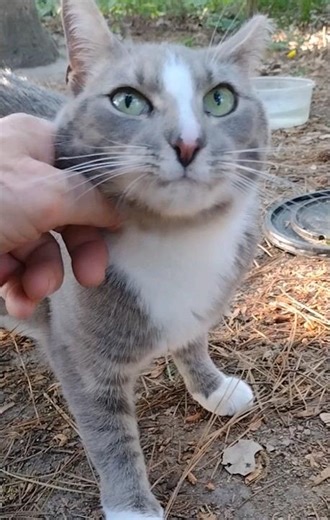 Feral Gray & White Tabby w/ Beautiful Green Eyes ❤️ Pets #shorts