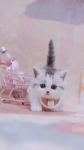 The little short legs fast😽😽#Cat #cute #kitten #catsoftiktok #smallshortlegs