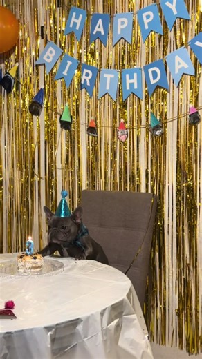 3rd year in a row that Archie blew out his own candle with his little snort 🥲🤣🫶🏼🥳 #frenchie #frenchbulldog #doberman #birthday #dogs