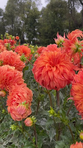 124K views · 7.8K reactions | We highly recommend Bloomquist Jean. 7-8 inches bloom on strong long stem. Tuber is available to preorder on our website. www.vangiesfarm.com/shop | Vangies Farm | Facebook