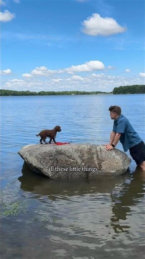 Can’t wait for summertime ☀️🌊🌷🎾 #dog #puppy #cockapoo #puppies #summer #puppylove #puppylife