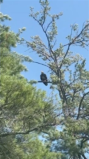 Cool lil eagle #nature #eagle #animals