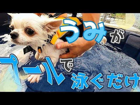６か月チワワの初プール体験！