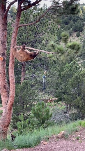 447K views · 5K reactions | Mama bear figures out how to feast on a bird feeder  | MetDaan Animals | Facebook