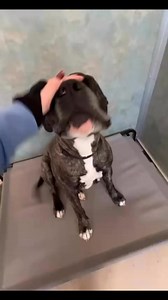 Come pet 27 shelter dogs with me! Who would you take home? 🥹 #adoptme | Second Chance Animal Rescue Society - Alberta