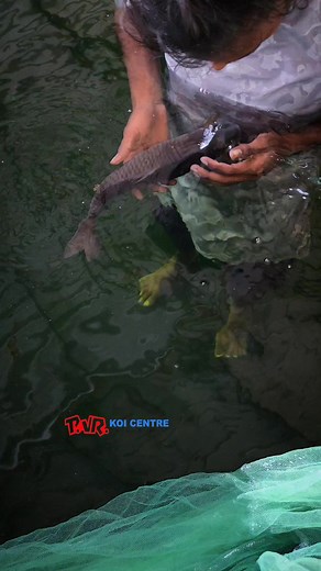 Chagoi is the only koi which gives more love ❤️ to buy Japanese koi fish visit www.pvrkoicentre.com . . . . . . . #pvrkoicentre #koi #nishikigoi #architecture #gardening #love #trending #nature #aquarium #breeding #imported #dog #pet #peace #naturelovers #landscape #swimmingpool #biology #aquaponics #funny #cute #music #tamil #kohaku #japan #india #makeinindia #instagood #photooftheday #art | PVR Koi Centre