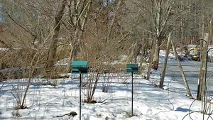 11 reactions | Peak through the Wildlife Blind to watch the birds without spooking them  . Have you visited this spot on the sanctuary before? While the Farmyard Loop gets a lot of attention, if you take a right at the bottom of the hill coming down from the Nature Center, you'll come across this observation spot and the entry into Boyce Field, where we grow our produce 凌復勒 | Mass Audubon Drumlin Farm | Facebook