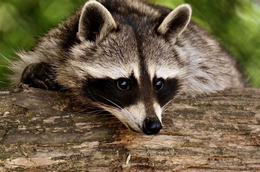 6 Fakta Unik Rakun, Hewan Kecil yang Terkenal Cerdas dan Terampil - Bobo