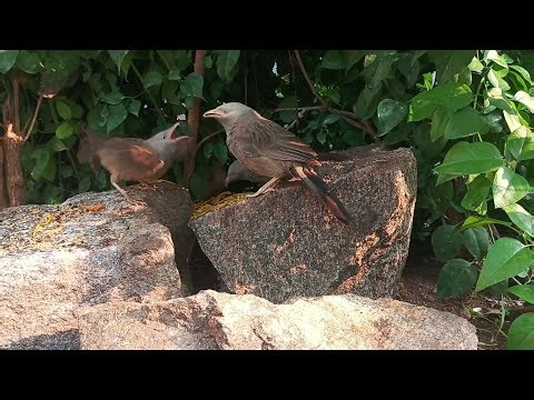 Adapting Bird Feeding Stations for Squirrels