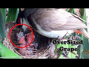 SUPER Interesting OVER-SIZED Mother Feeding | Baby bird Goes Crazy on Meal | Bulbul Baby bird nest 8