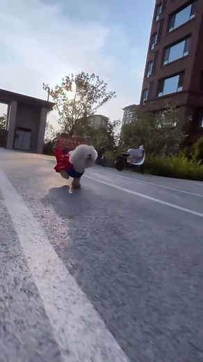 Bichon Frise™ | Transform into Superman⚡️⚡️⚡️ #reels#cutepuppyreels#cutedog#doglovers#puppytrendingvideos #puppylovers #doglife #doggo #cuteanimals... | Instagram