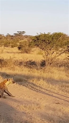 Hyena vs Giraffe? This Kick Was INSANE! #Wildlife #WildAnimals #NatureVibes #animalattack