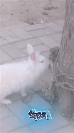 This is not a normal rabbit😳what is he trying to do? #rabbit #cutepets #angorarabbit #animalshort