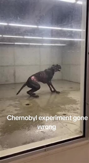 Chernobyl wasn't just radiation... ☢️🐕 #chernobyl #mutation #scarytiktok #unexplained #foundfootage