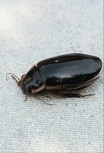 Dytique à ventre brun - Dytiscus semisulcatus - mâle #normandie #faunesauvage #coléoptères