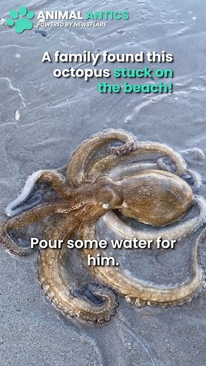 This poor little octopus got itself stuck on the beach - luckily mom and her kids found it! 🥰🐙 | Animal Antics