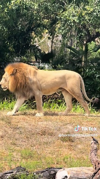 Captivating Lion Experience at the USA Zoo