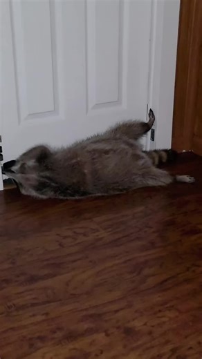 This video shows Lolly being pampered, it starts with Lolly laying in front of the door, begging to go get in the shower. Then gets her shampoo in the hot shower (because she likes the water hot), then of course, also loves getting dried and brushed. Afterwards, she gets all cuddled up in the sheets, ready for bed, but first decides to play with one of her toys, before eventually cuddling up next to me, to sleep for the night. She's such a spoiled cuddlebug 😊😊😊 #Lollyraccoon #raccoons #trashp