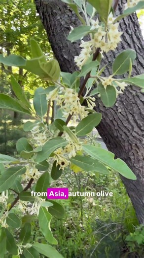 Quick, get to it before the berries arrive! #invasivespecies #plantnative #autumnolive