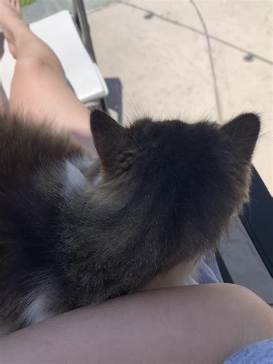 🌼 (@galicenseplate)’s videos with original sound - 🌼