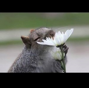 16K views · 1.6K reactions | Animals Sniffing Flowers In The Spring Is The Most Adorable Thing Ever! Follow us Animal World | The Amazing Facts | Facebook
