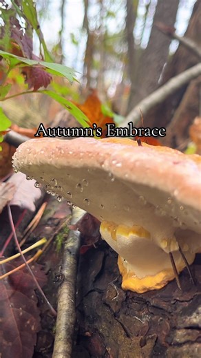 Fall into Autumn’s embrace, the last warm hug before Winter lays a blanket over the world to rest. 🍂✨ #fall #autumn #fallfoliage #forestcore #natureaesthetic