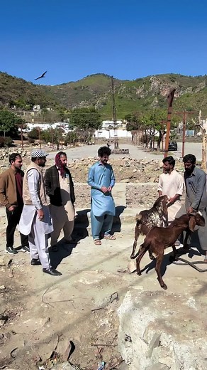 #sherazkhanmalakdinkhel #swabi #mardan #peshawar